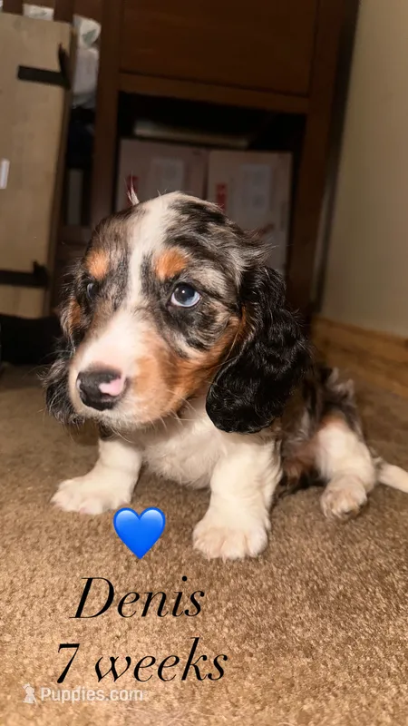 Dennis – Miniature Dachshund puppy for sale in Muncie, IN
