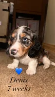Dennis, a male Miniature Dachshund for sale in Muncie, IN – 1 of 3