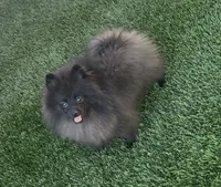 Draven, a male Pomeranian for sale in Tucson, AZ – 3 of 5