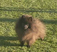 Draven, a male Pomeranian for sale in Tucson, AZ – 4 of 5