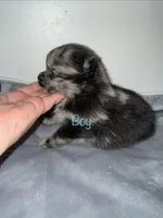 Duke , a male Pomeranian for sale in Tucson, AZ – 4 of 4