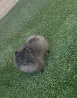 Draven, a male Pomeranian for sale in Tucson, AZ – 2 of 5