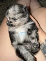 Duke , a male Pomeranian for sale in Tucson, AZ – 3 of 4