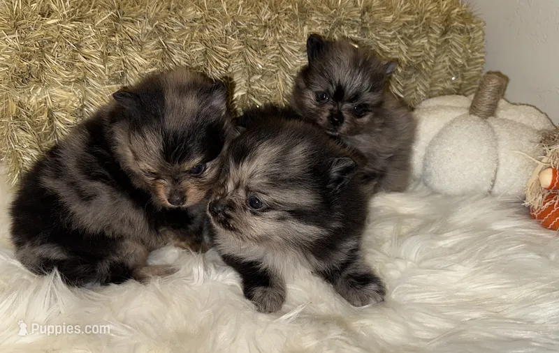 Duke  – Pomeranian puppy for sale in Tucson, AZ
