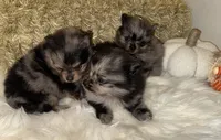 Duke , a male Pomeranian for sale in Tucson, AZ – 1 of 4