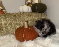 Duke , a male Pomeranian for sale in Tucson, AZ – 2 of 4