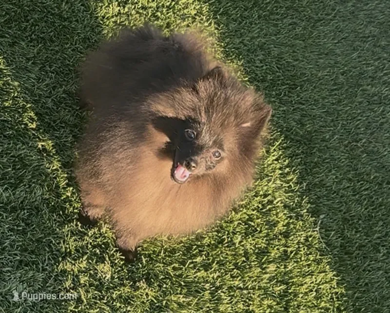 Draven – Pomeranian puppy for sale in Tucson, AZ