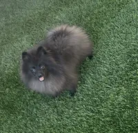 Draven, a male Pomeranian for sale in Tucson, AZ – 5 of 5