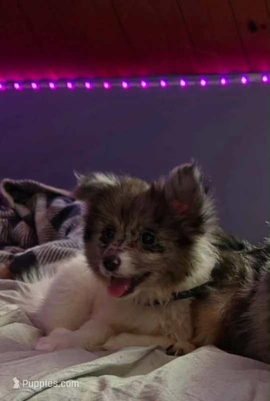 Winter  – Pomeranian puppy for sale in Jamestown West, NY