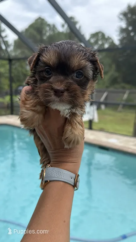 Sacha  – Yorkshire Terrier puppy for sale in Lehigh Acres, FL