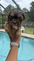 Sacha , a female Yorkshire Terrier for sale in Lehigh Acres, FL – 4 of 8