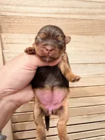 Tina, a female Yorkshire Terrier for sale in Fort Myers, FL – 4 of 5