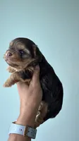 Tina, a female Yorkshire Terrier for sale in Lehigh Acres, FL – 4 of 6