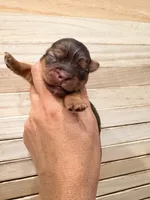 Tina, a female Yorkshire Terrier for sale in Fort Myers, FL – 2 of 5