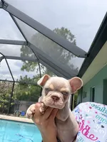 Jake, a male French Bulldog for sale in Fort Myers, FL – 2 of 7