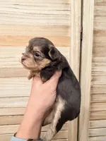 Linda , a female Yorkshire Terrier for sale in Fort Myers, FL – Photo 1 of 3