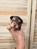 Linda , a female Yorkshire Terrier for sale in Fort Myers, FL – Photo 2 of 3