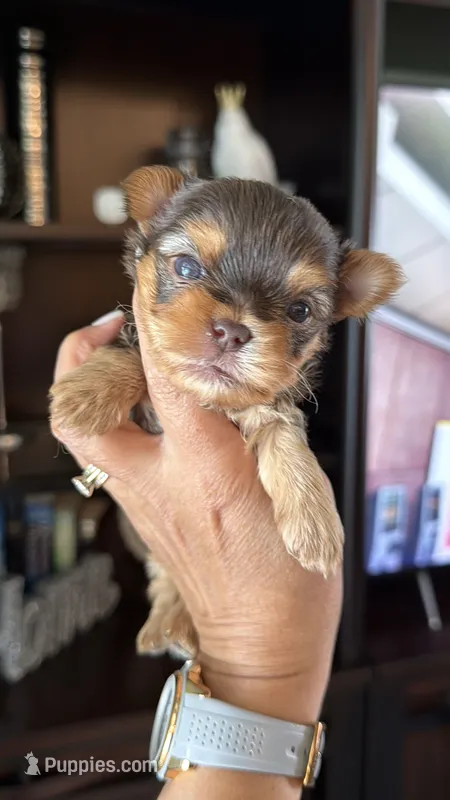 Lucky  – Yorkshire Terrier puppy for sale in Fort Myers, FL
