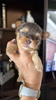 Lucky , a male Yorkshire Terrier for sale in Fort Myers, FL – 1 of 5