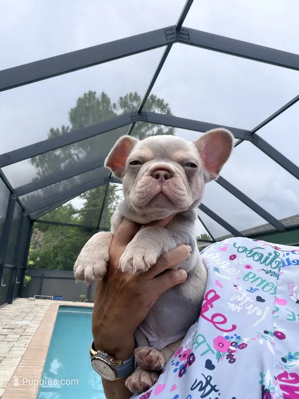 Jake – French Bulldog puppy for sale in Fort Myers, FL