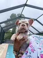 Jake, a male French Bulldog for sale in Fort Myers, FL – 1 of 7