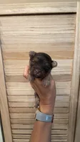 Teddy , a male Yorkshire Terrier for sale in Fort Myers, FL – 5 of 6