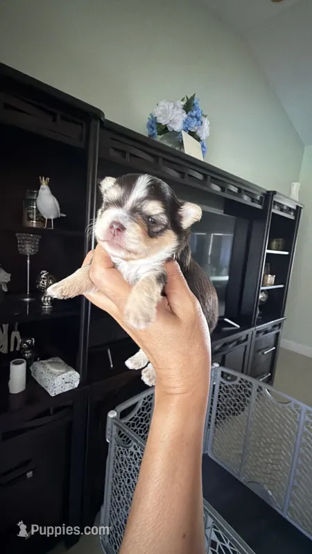 Roger – Yorkshire Terrier puppy for sale in Lehigh Acres, FL