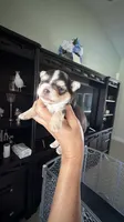 Roger, a male Yorkshire Terrier for sale in Lehigh Acres, FL – 1 of 6