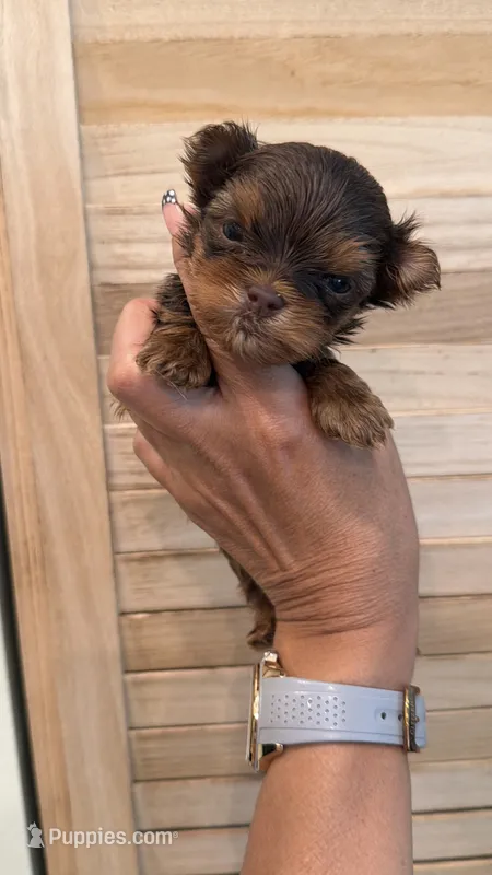 Sparky teacup – Yorkshire Terrier puppy for sale in Fort Myers, FL
