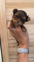Sparky teacup, a male Yorkshire Terrier for sale in Fort Myers, FL – 1 of 4