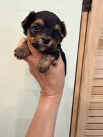 Lucky, a male Yorkshire Terrier for sale in Fort Myers, FL – 5 of 5