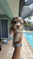 Linda, a female Yorkshire Terrier for sale in Fort Myers, FL – 2 of 4