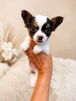 Channel , a female Yorkshire Terrier for sale in Fort Myers, FL – 2 of 9