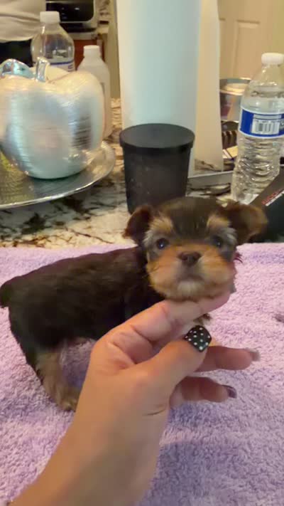 Lucky tea cup, a male Yorkshire Terrier for sale in Fort Myers, FL – 7 of 7