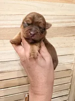 Toby , a male Yorkshire Terrier for sale in Fort Myers, FL – 2 of 3