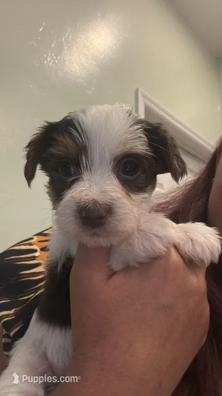Candy – Yorkshire Terrier puppy for sale in Lehigh Acres, FL