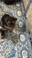 Sacha , a female Yorkshire Terrier for sale in Lehigh Acres, FL – 2 of 8