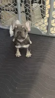 Lilac , a female French Bulldog for sale in Fort Myers, FL – 5 of 6