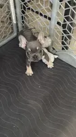 Lilac , a female French Bulldog for sale in Fort Myers, FL – 6 of 6