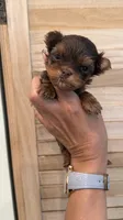 Sparky teacup, a male Yorkshire Terrier for sale in Fort Myers, FL – 2 of 4