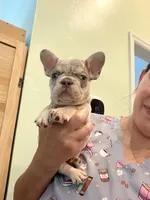 Leo, a male French Bulldog for sale in Fort Myers, FL – 1 of 4