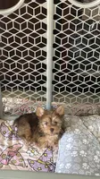 Toby , a male Yorkshire Terrier for sale in Lehigh Acres, FL – 6 of 9