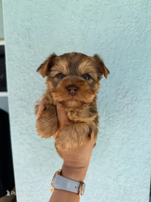 Toby  – Yorkshire Terrier puppy for sale in Lehigh Acres, FL