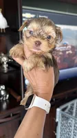 Choco leo, a male Yorkshire Terrier for sale in Fort Myers, FL – Photo 3 of 4