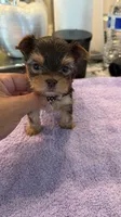 Lucky tea cup, a male Yorkshire Terrier for sale in Fort Myers, FL – 6 of 7