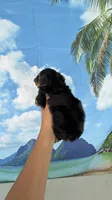 Lucky, a male Yorkshire Terrier for sale in Fort Myers, FL – 4 of 9