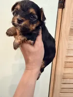 Lucky, a male Yorkshire Terrier for sale in Fort Myers, FL – 4 of 5