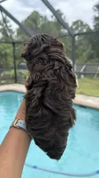 Sacha , a female Yorkshire Terrier for sale in Lehigh Acres, FL – 6 of 8