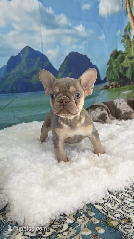 Linda – French Bulldog puppy on hold in Fort Myers, FL