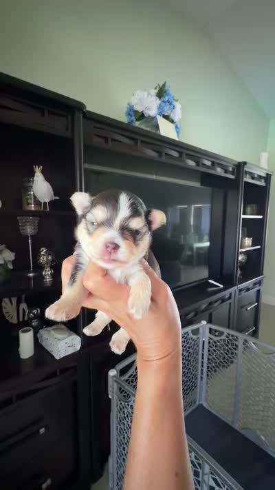 Roger, a male Yorkshire Terrier for sale in Lehigh Acres, FL – 6 of 6